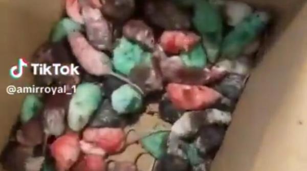 un barbat a aruncat soareci vopsiti in culorile palestinei intr un mcdonald s din marea britanie video