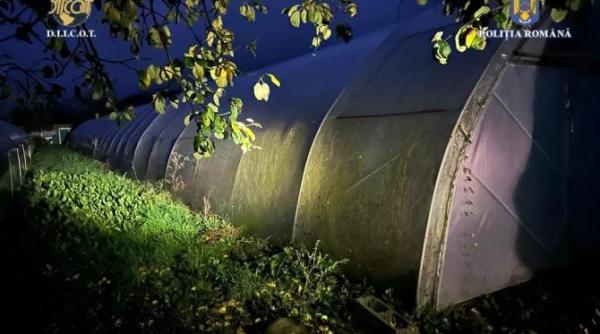 a fost descoperita o cultura de canabis in caras severin peste 500 de kilograme de masa verde foto