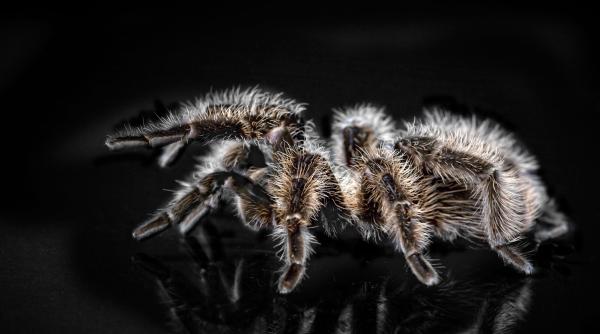 o tarantula a provocat un accident in california
