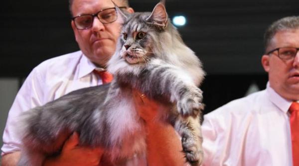 un motan nascut si crescut in romania a castigat titlul de world winner 2023