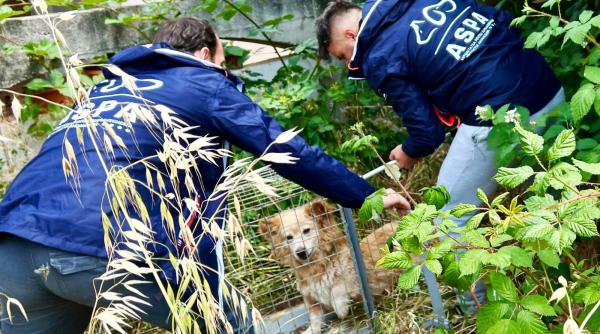 aproape jumatate din cainii capturati din capitala doar din doua sectoare ale bucurestiului