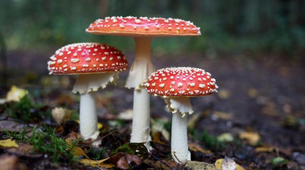 femeia care si a ucis socrii si sora dupa ce le a dat sa manance ciuperci otravitoare a fost arestata