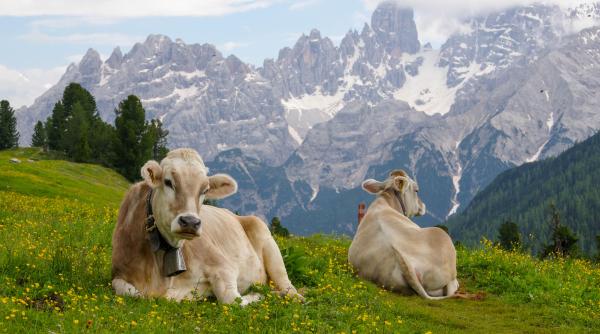 petitie pentru renuntarea la talangile vacilor elvetiene populatia va decide prin vot soarta acestora