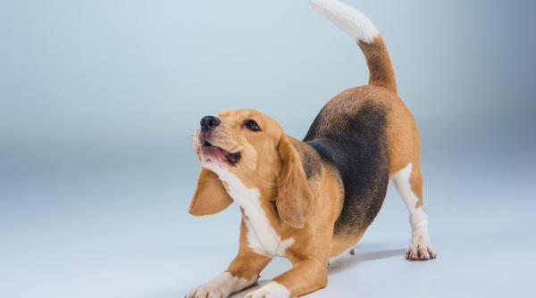 de ce se invarte cainele dupa coada iata cateva explicatii