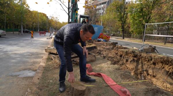 peste 100 de copaci defrisati degeaba de primaria generala robert negoita primarul sectorului 3 dovezi de la fata locului