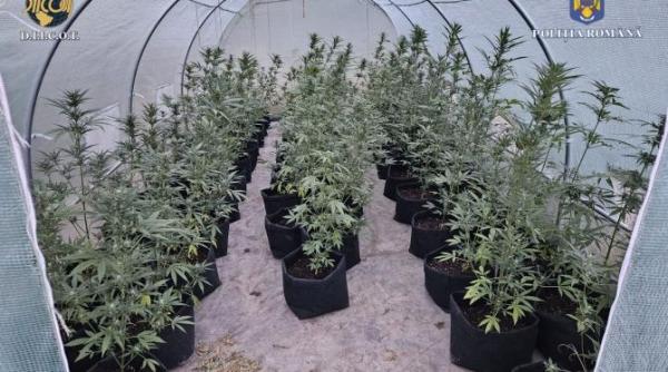 plantatie de canabis descoperita de procurorii diicot aproximativ 5 kilograme de canabis si 166 de plante galerie foto