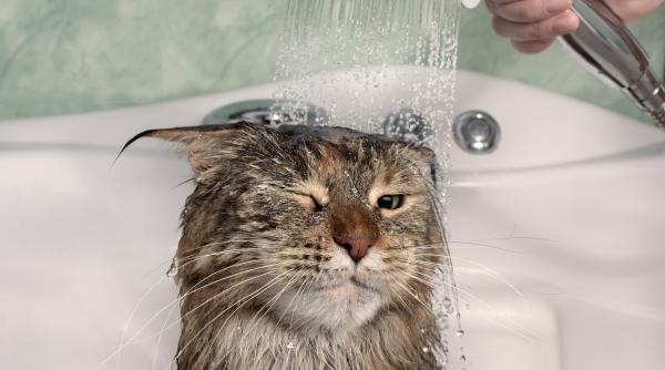 de ce nu e bine sa imbaiem pisicile