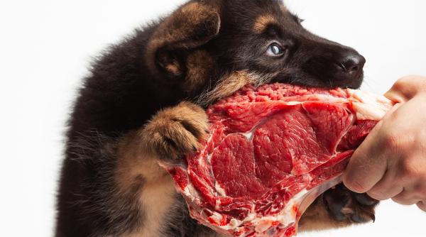 de ce nu e bine sa dai cainelui carne cruda