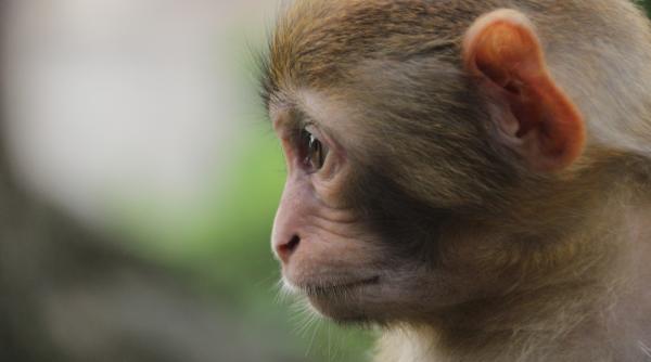 a fost creat frankenstein maimuta himera fosforescenta