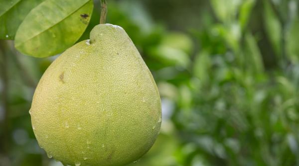 pomelo 7 beneficii pentru sanatate