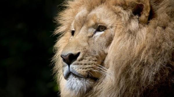 leul care a umblat liber pe strazile orasului ladispoli ar fi fost eliberat voit