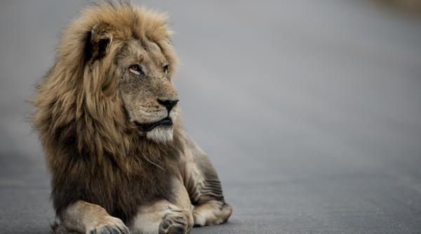 adevarul despre leul care a umblat liber pe strazile unui oras din italia ar fi fost eliberat cu buna stiinta