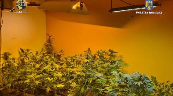procurorii de la diicot au gasit peste 100 de plante de canabis in localitatea sintesti foto