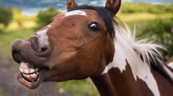 un avion a fost nevoit sa aterizeze de urgenta din cauza unui cal aflat la bord video