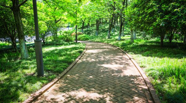 apare o padure parc in brasov exemplu remarcabil de adaptare la contextul local