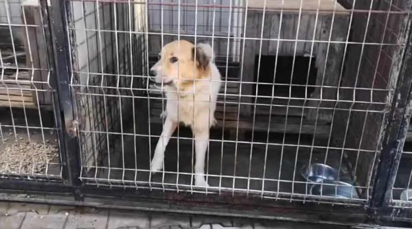 o poveste de oscar acest caine a fost gasit de familia lui dupa doi ani a fost recunoscut intr o fotografie video in articol