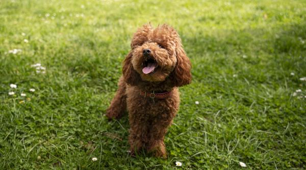 asa arata fericirea reactia adorabila a unui catel care isi revede stapana dupa o saptamana