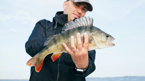 distrugerea barajelor din romania piscicultor pestele va deveni o raritate si asa avem foarte putin si importam din bulgaria si ungaria