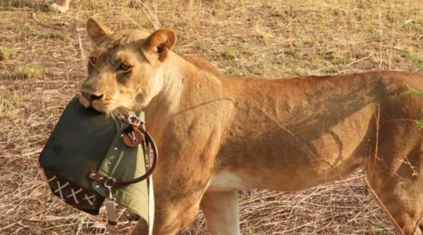 o femeie a fost jefuita de un leu animalul i a furat geanta cu 1 800 de dolari