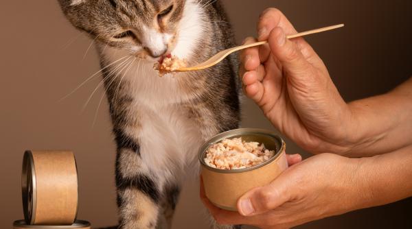 de ce nu e bine sa dai pisicii peste din conserva