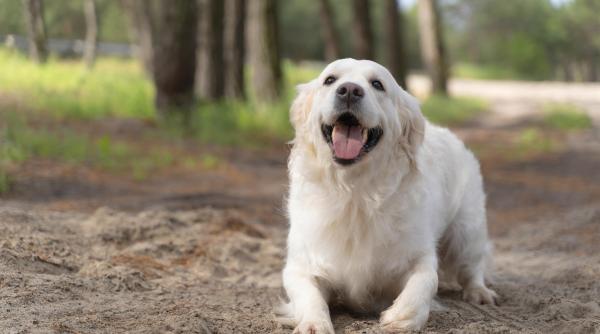 cainele te priveste insistent iata care ar putea fi motivul