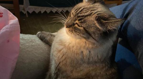 de ce e total gresit sa gonesti o pisica de la picioarele tale