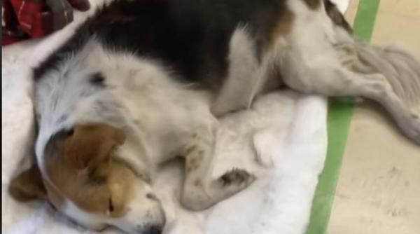 video induiosator dintr un magazin de bricolaj doi caini ai strazii dorm sub bradul de craciun