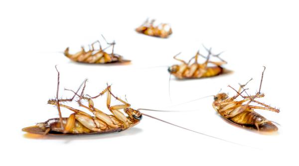 conditii insalubre si gandaci prin supermarketuri amenzi in valoare de 6 3 milioane de lei pentru 350 de magazine auchan si penny in urma verificarilor anpc