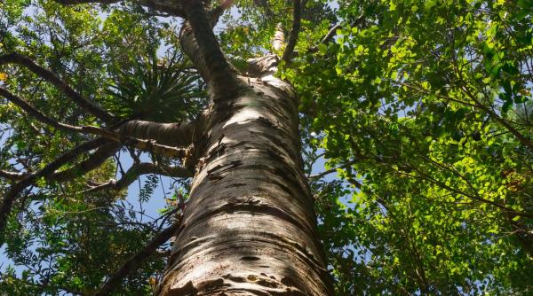 de ce vor fi taiati 6 copaci celebri din serialul game of thrones foto