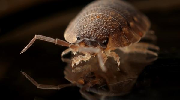 plosnitele baga oameni dupa gratii in franta dosar pentru ucidere din culpa dupa descoperirea unui insecticid in casa unui batran mort