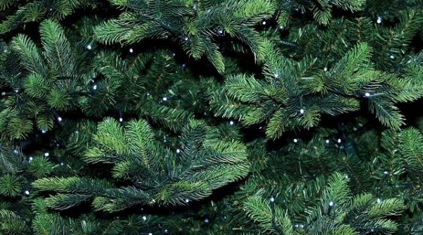 romsilva a scos la vanzare peste 20 000 de brazi de craciun si molizi pretul porneste de la 15 lei