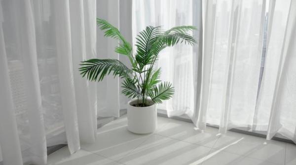 splendoarea in ghiveci importanta florilor de apartament in vietile noastre