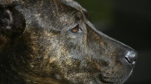 uite ce somn profund are acest caine