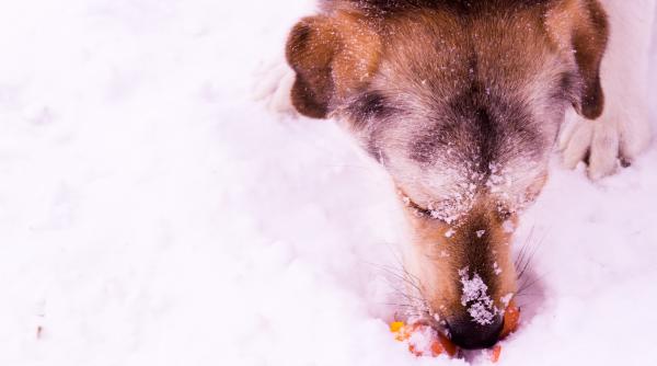 de ce sa nu ti lasi cainele sa manance zapada