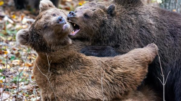 momentul inedit cand doi ursi s au revazut dupa mult timp s au imbratisat ca fratii
