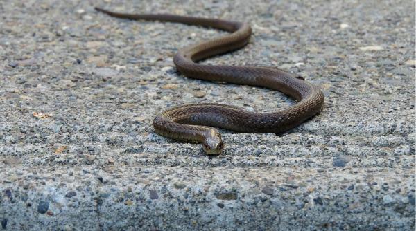 panica in constanta un sarpe lung de peste un metru a intrat intr un apartament cum recunosti serpii veninosi