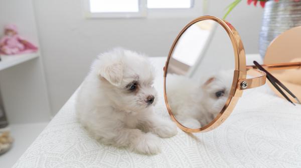 reactia adorabila a unui catel atunci cand isi vede propria imagine reflectata in oglinda