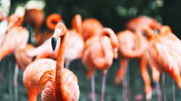 sute de pasari flamingo din argentina au fost ucise de gripa aviara