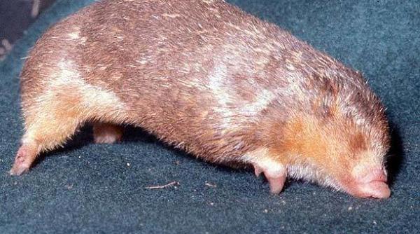 unde a fost vazuta din nou cartita aurie animalul despre care se credea ca a disparut de aproape 100 de ani