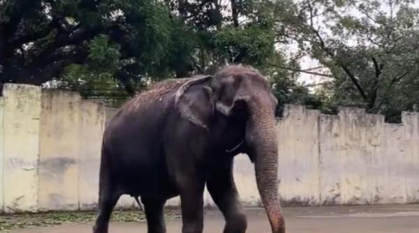 a murit singurul elefant din filipine mali avea 49 de ani video