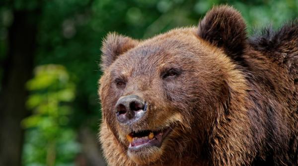 doi vanatori au fost atacati de un urs in bistrita