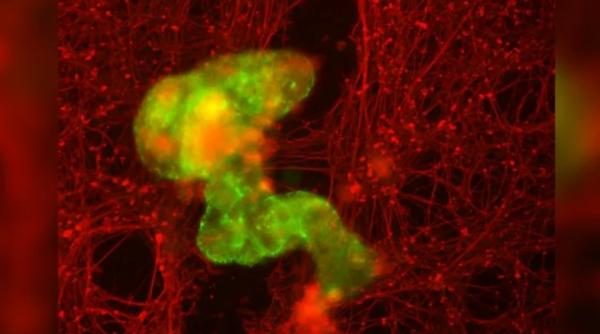 antrorobotii vii realizati din celule umane ar putea sa ne vindece ranile intr o fractiune de secunda