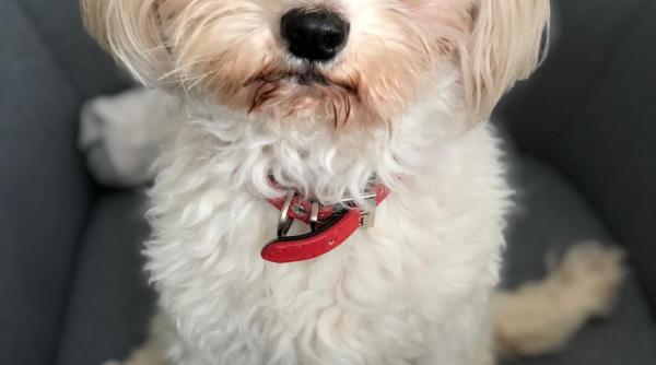 motivul fascinant din spatele privirii intense a cainilor catre stapanii lor