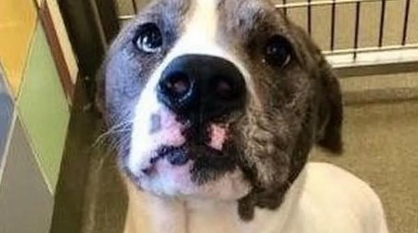 le a dat o lectie de viata vecinilor care si au abandonat cainele pentru un altul primit cadou