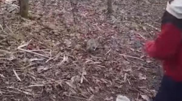 politistii brasoveni au deschis dosar penal in cazul unul copil filmat in timp ce biciuia o pisica filmul a ajuns viral pe tiktok