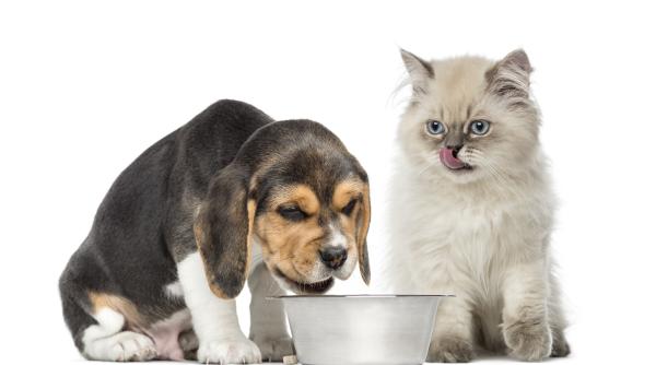 de ce nu e bine sa isi hranesti cainele cu mancare de pisici nici macar din cand in cand