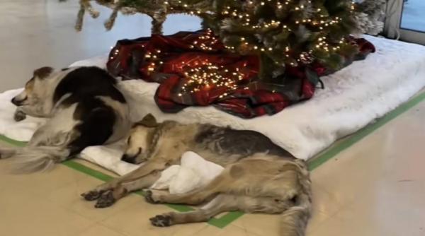 doi caini fara adapost surprinsi dormind sub bradul de craciun dintr un magazin imaginile sunt virale