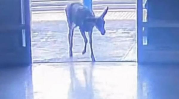 momentul cand o caprioara a dat buzna intr un magazin clientii nu au stiut cum sa reactioneze