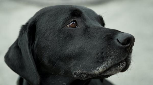 ce se intampla in mintea cainilor cand le mor stapanii