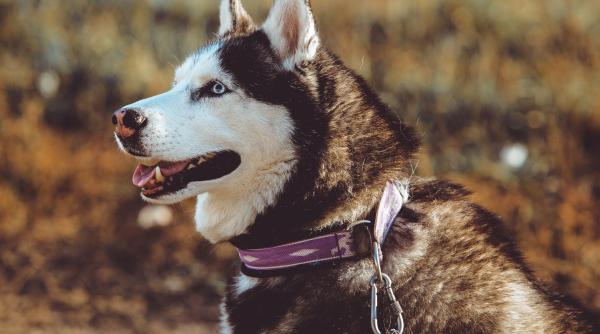 reactia adorabila a unui catel din rasa husky atunci cand stapana lui ii imita sunetele